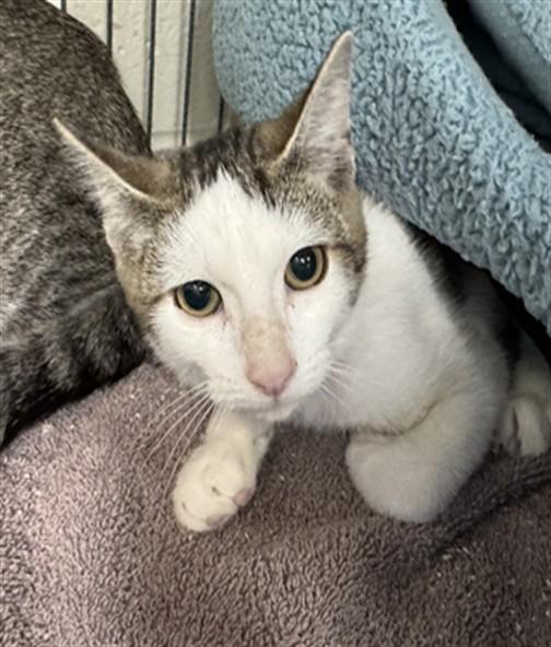 Enlarge SQUIRMY WORMIE, a Adoptable Domestic Short Hair in Peoria, IL image 1/1