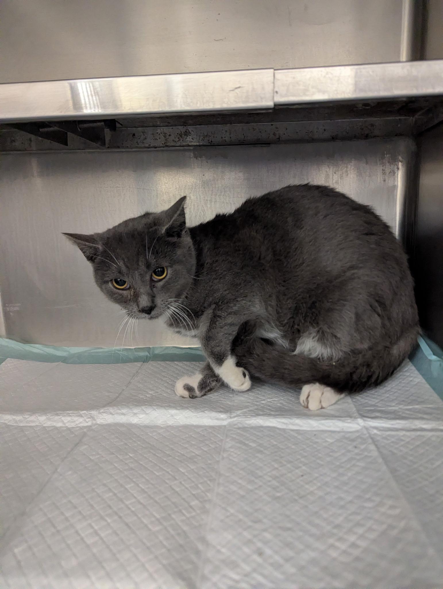 Linus11305A (Adopted), adopted, Young Male Domestic Short Hair.