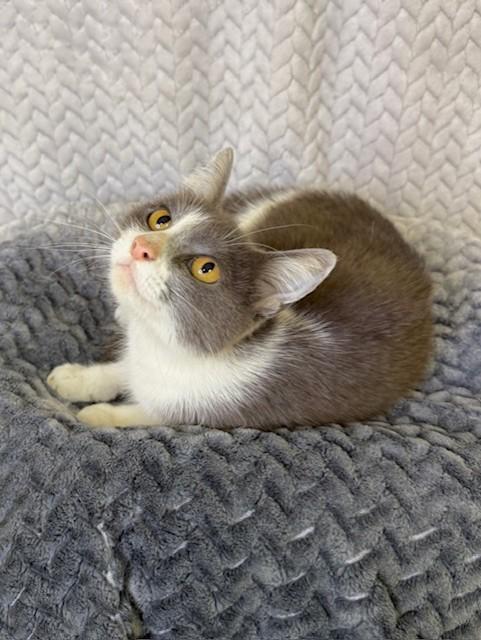Enlarge Nyla, a ADOPTABLE Domestic Short Hair in Comfort, TX image 4/4