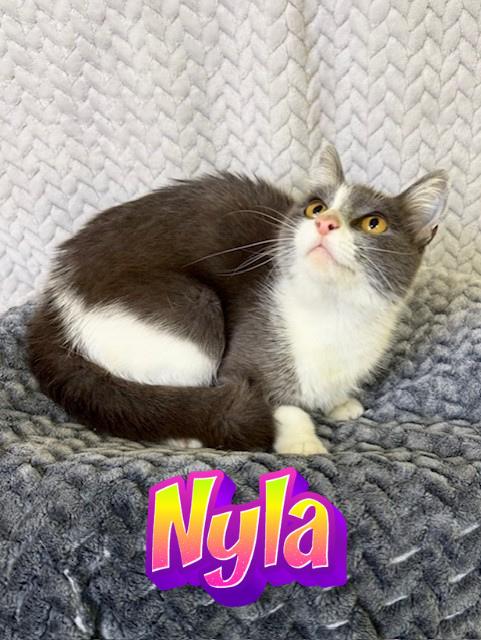 Nyla, ADOPTABLE, Kitten Female Domestic Short Hair.