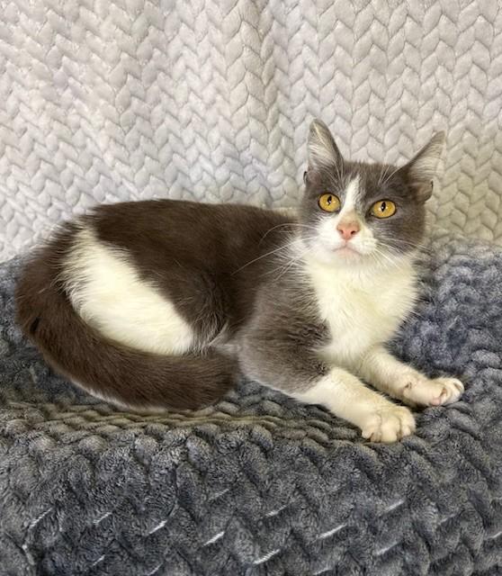 Enlarge Nyla, a ADOPTABLE Domestic Short Hair in Comfort, TX image 2/4
