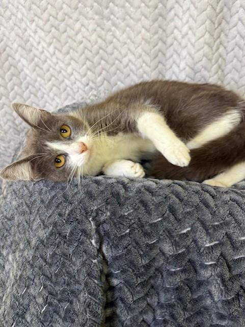 Enlarge Nyla, a ADOPTABLE Domestic Short Hair in Comfort, TX image 3/4