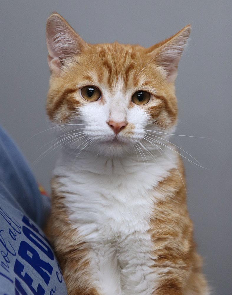 Ed (AO34276), Baby Male Tabby