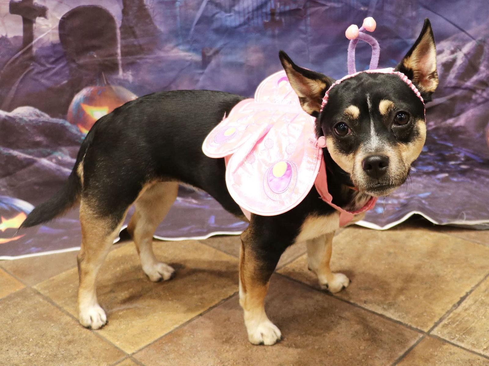 Temu, Adoptable, Adult Female Miniature Pinscher & Chihuahua.