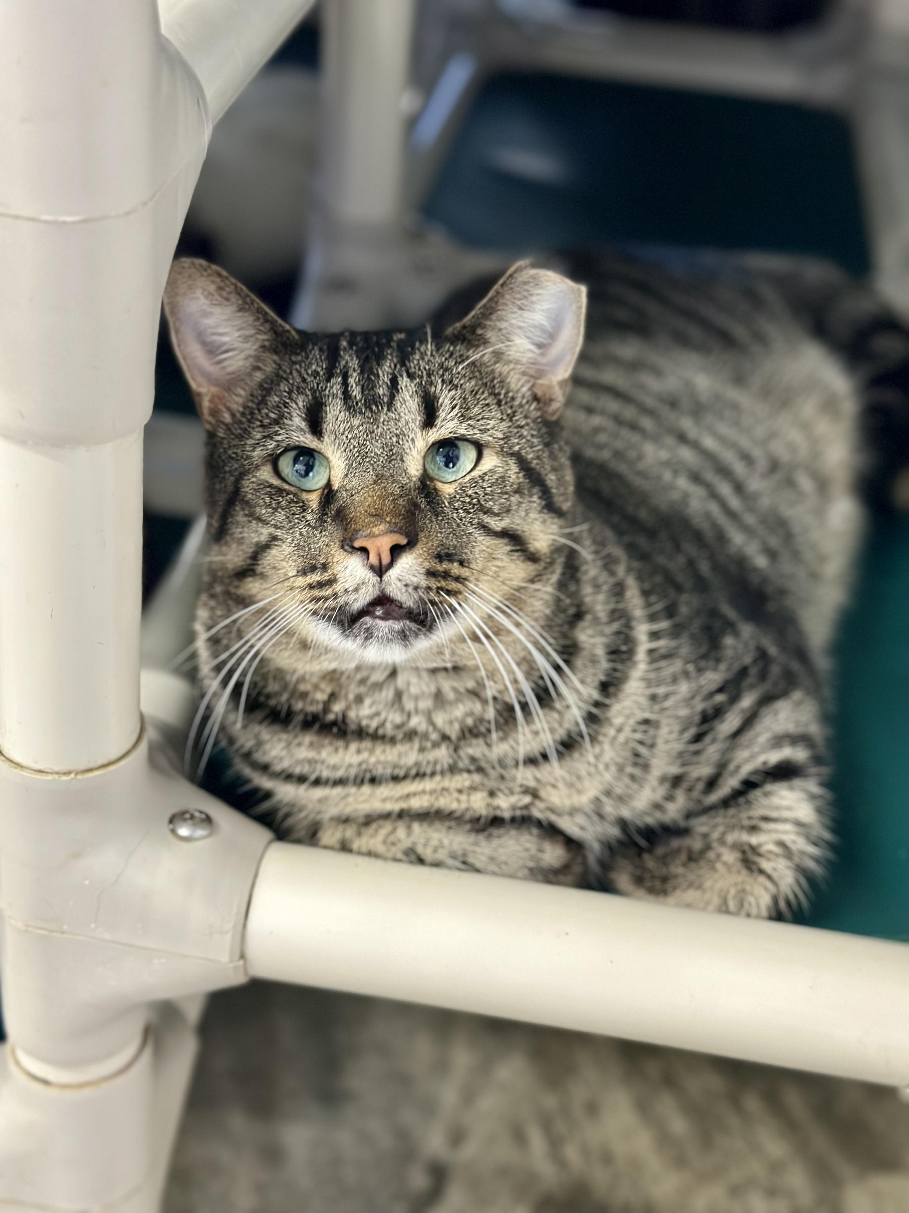 Enlarge Brutus, a Adoptable Domestic Short Hair in Faribault, MN image 2/4