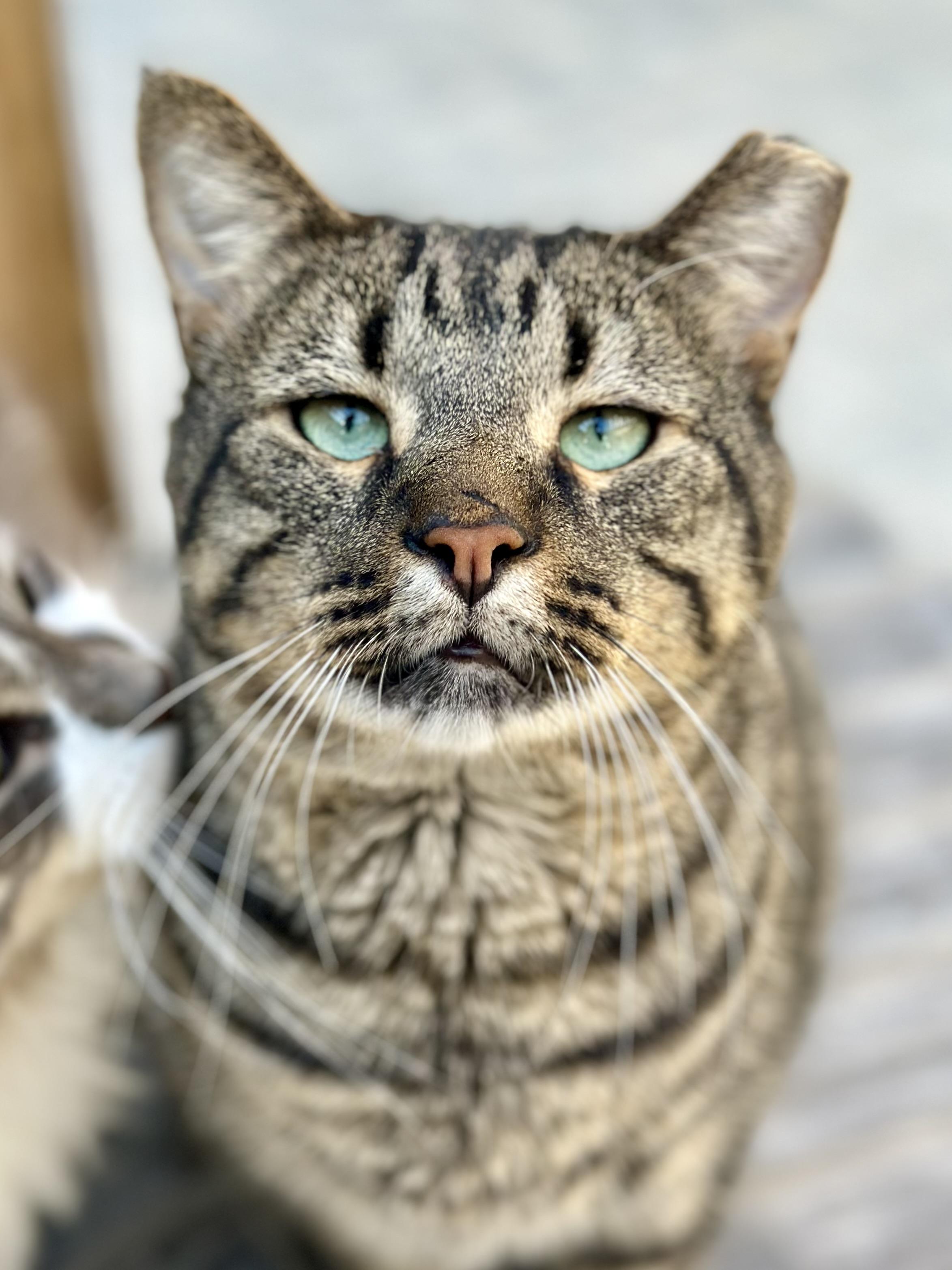 Brutus, Adoptable, Adult Male Domestic Short Hair.