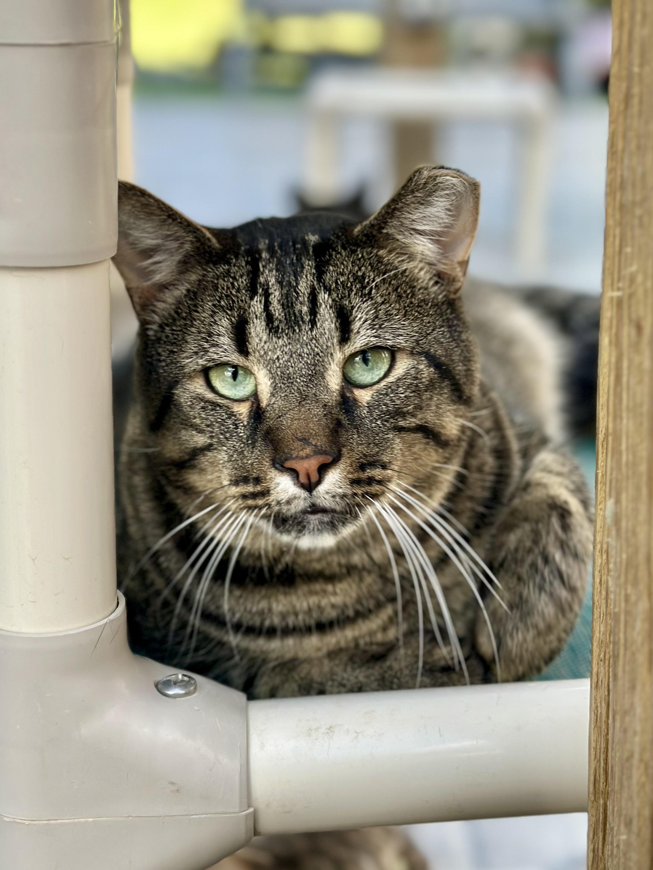 Enlarge Brutus, a Adoptable Domestic Short Hair in Faribault, MN image 3/4