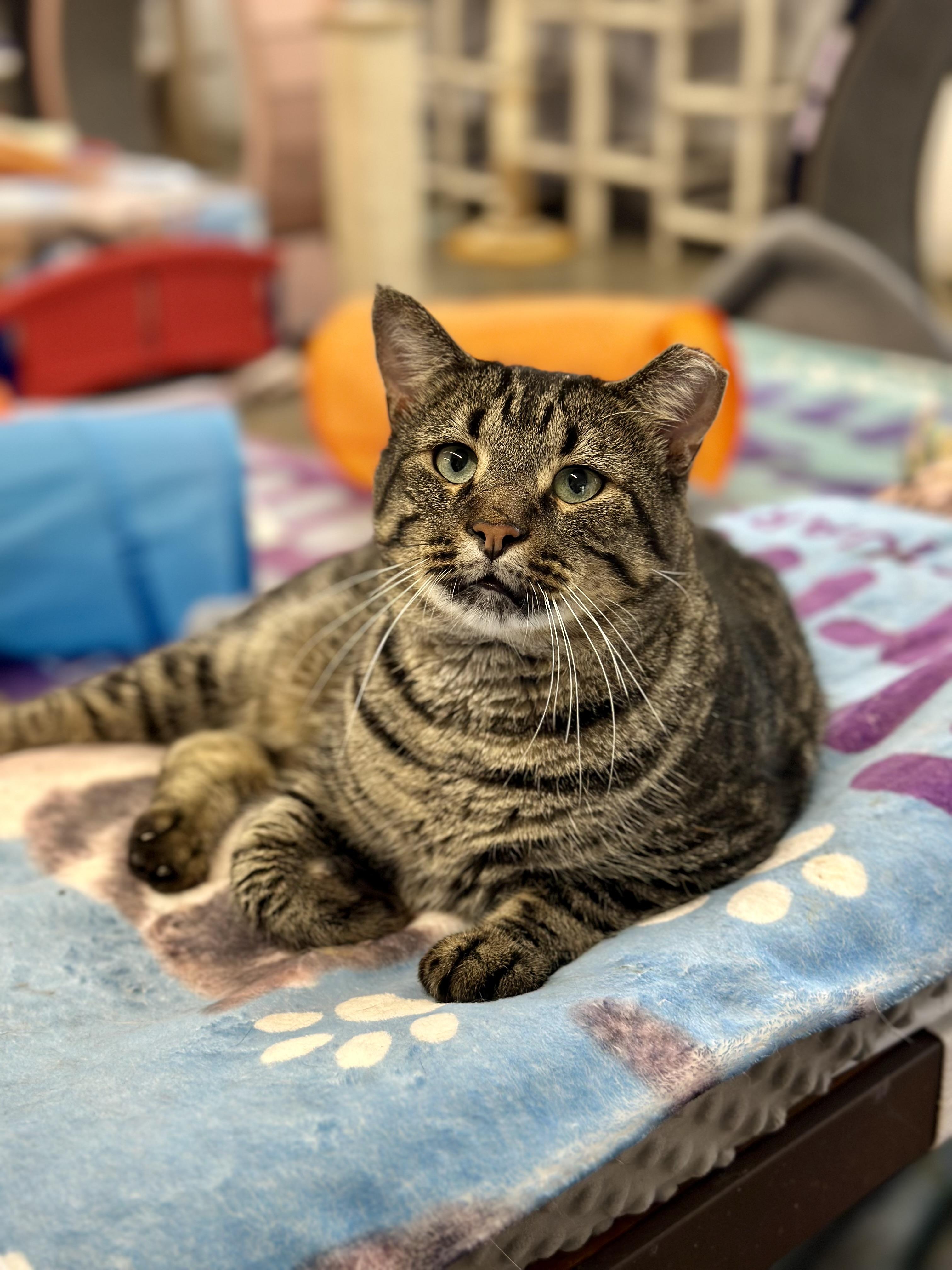 Enlarge Brutus, a Adoptable Domestic Short Hair in Faribault, MN image 4/4
