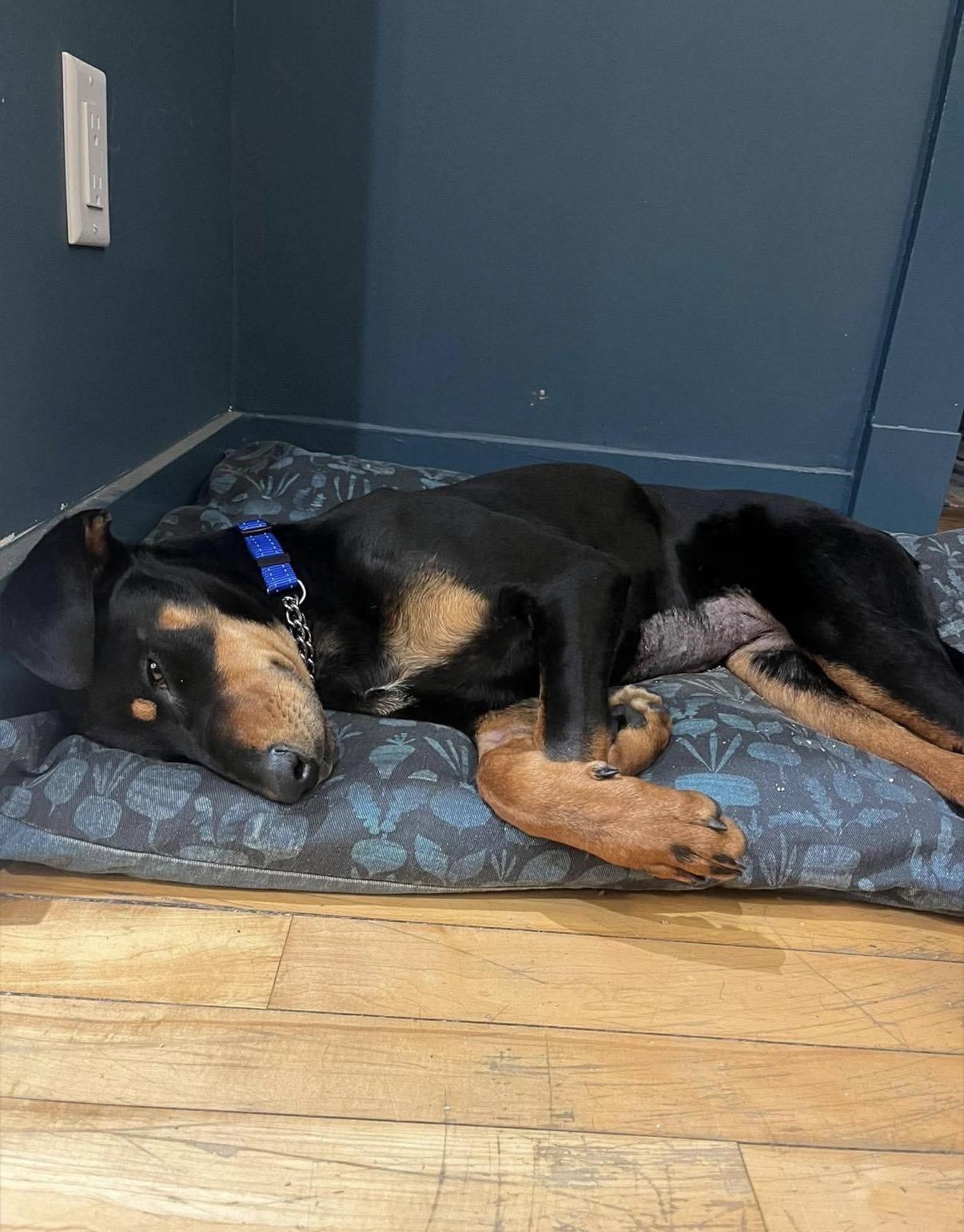 Enlarge KC, a ADOPTABLE Doberman Pinscher in Randolph Center, VT image 2/5