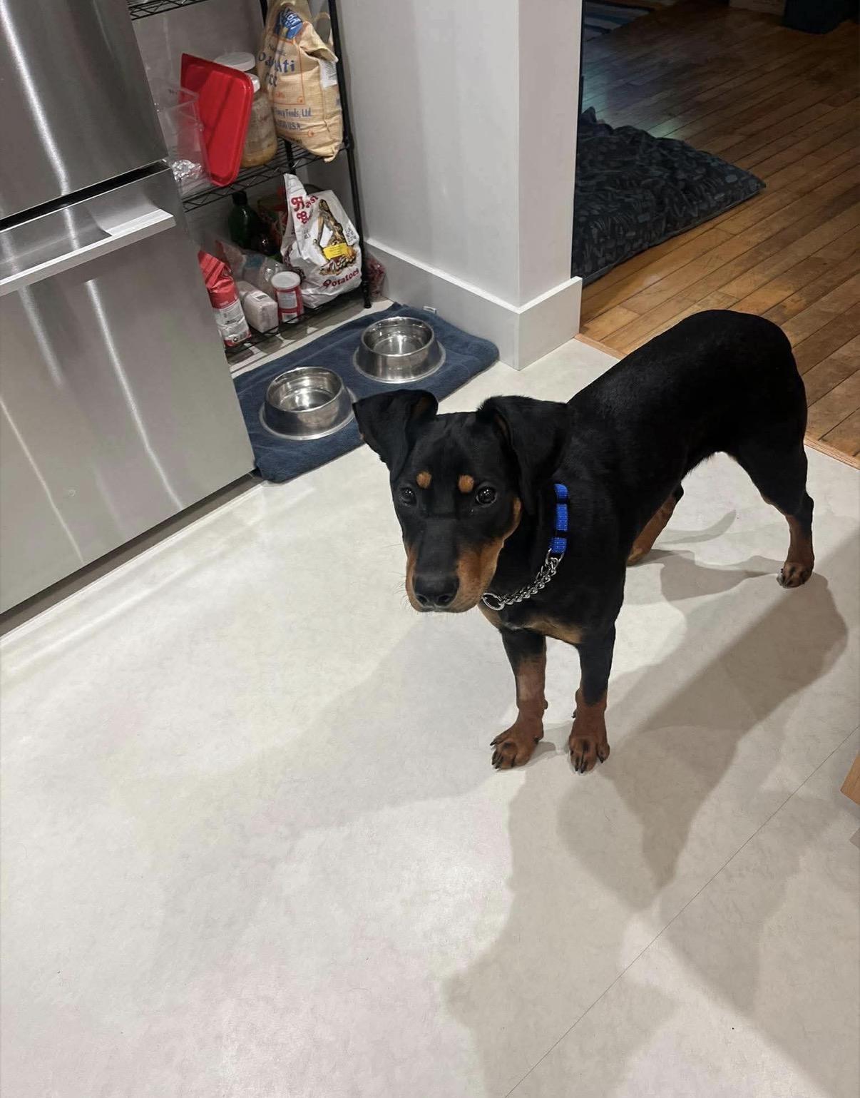 Enlarge KC, a ADOPTABLE Doberman Pinscher in Randolph Center, VT image 4/5