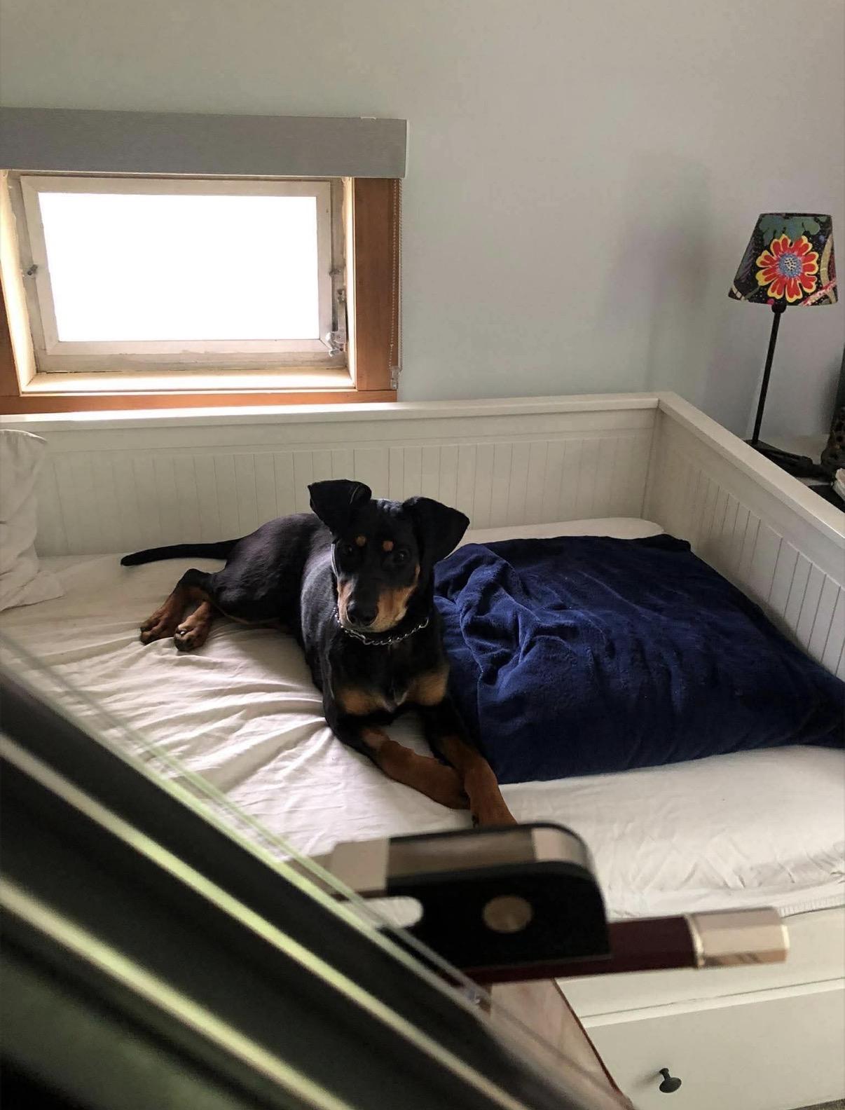 Enlarge KC, a ADOPTABLE Doberman Pinscher in Randolph Center, VT image 5/5