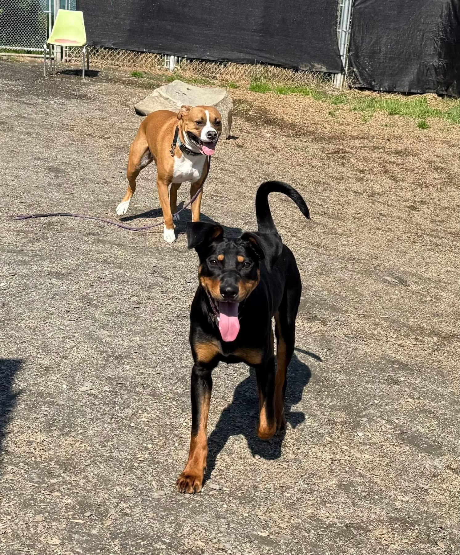 KC, ADOPTABLE, Puppy Female Doberman Pinscher.
