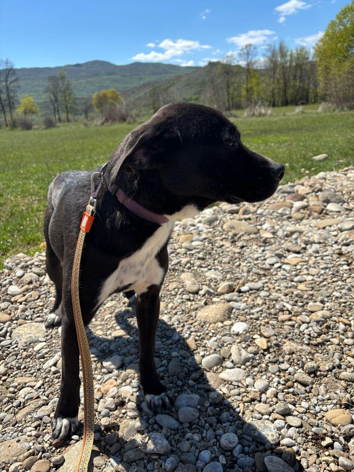 Goober, a Adoptable mixed breed in Shrewsbury, MA image 2/2