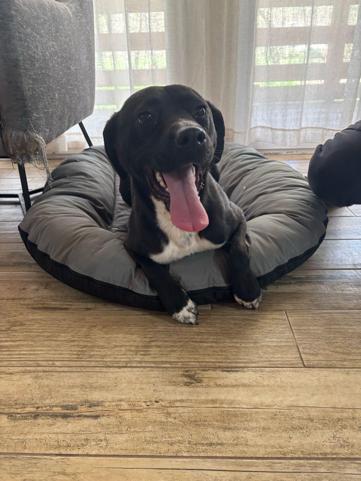 Goober, Adoptable, Young Male Black Labrador Retriever & Pit Bull Terrier.