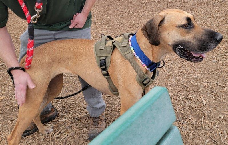 Sarah aka Honey, a Adoptable Great Dane in Colorado Springs, CO image 4/5