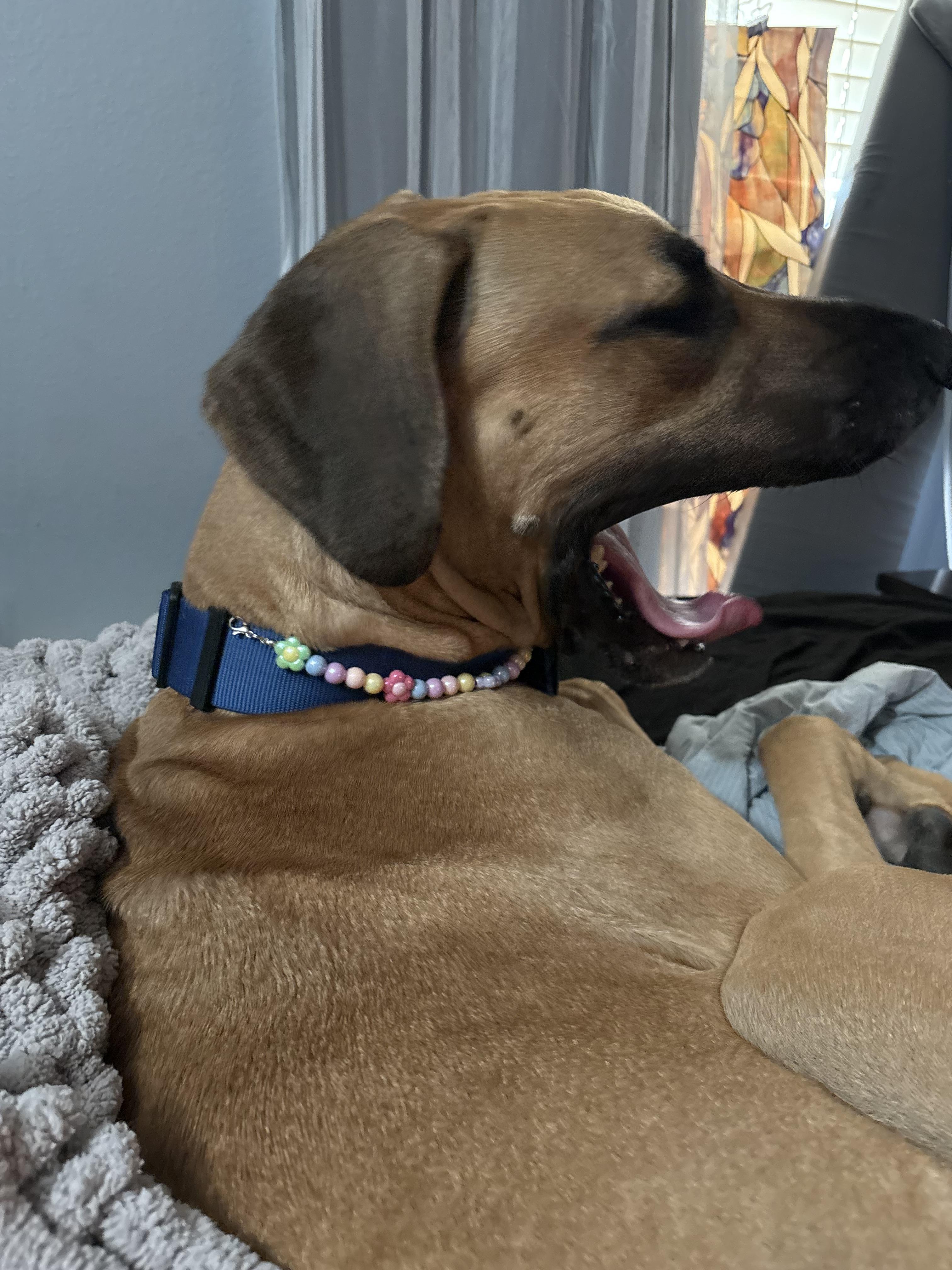 Sarah aka Honey, a Adoptable Great Dane in Colorado Springs, CO image 2/5
