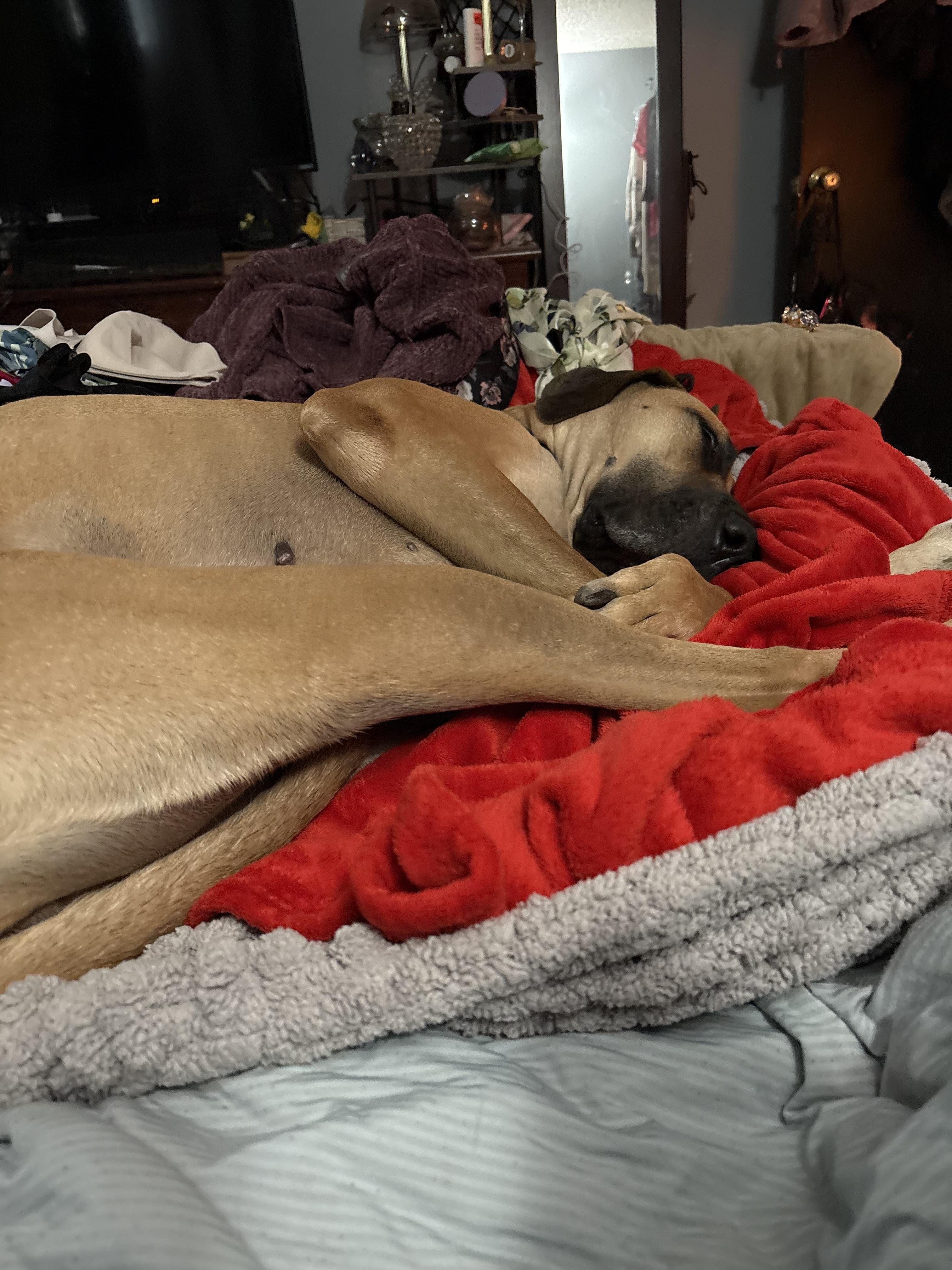 Sarah aka Honey, a Adoptable Great Dane in Colorado Springs, CO image 3/5