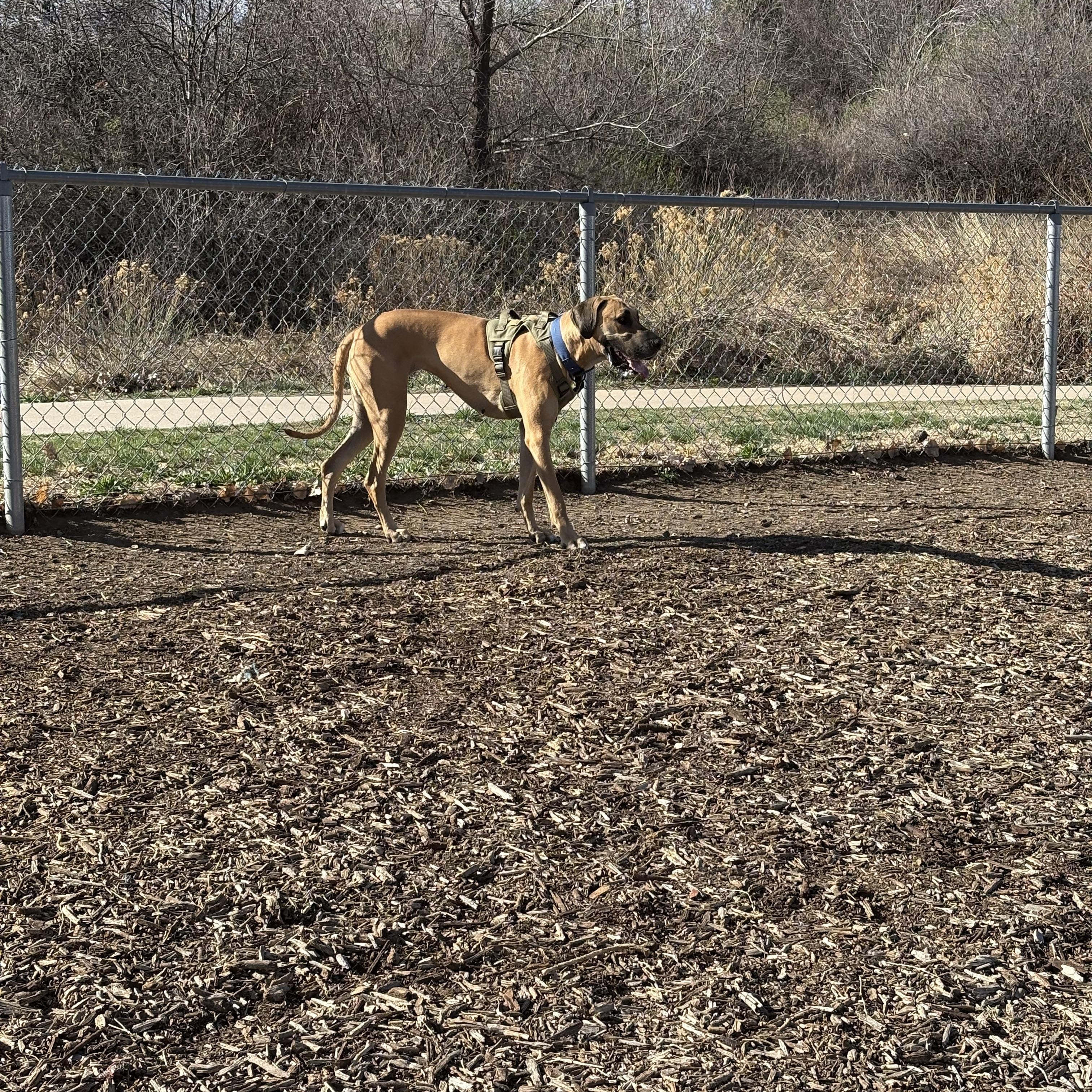 Enlarge Sarah aka Honey, a Adoptable Great Dane in Colorado Springs, CO image 1/5