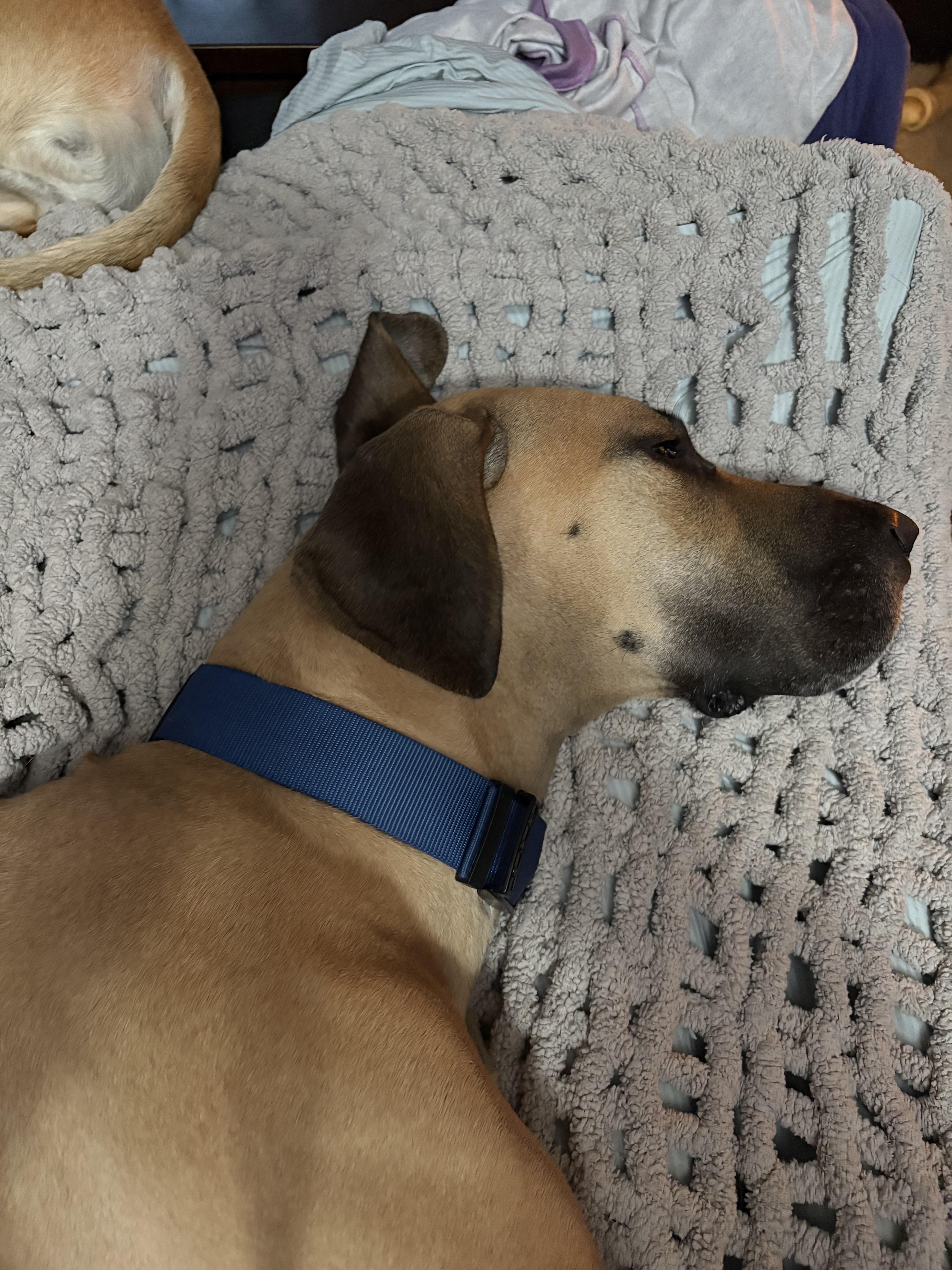 Sarah aka Honey, Adoptable, Adult Female Great Dane.