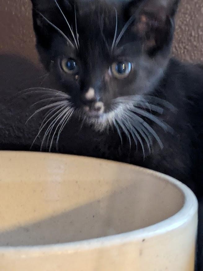 Kia (bonded with Audi), Adoptable, Young Female Domestic Short Hair.