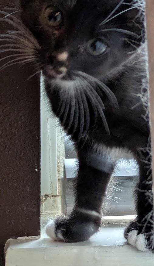 Enlarge Kia (bonded with Audi), a Adoptable Domestic Short Hair in Little Rock, AR image 2/5