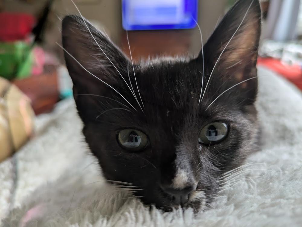 Enlarge Kia (bonded with Audi), a Adoptable Domestic Short Hair in Little Rock, AR image 3/5