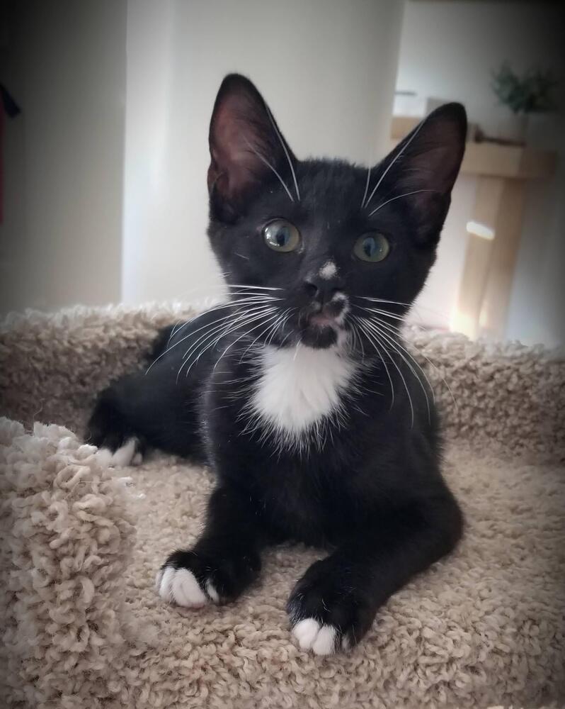 Enlarge Kia (bonded with Audi), a Adoptable Domestic Short Hair in Little Rock, AR image 4/5