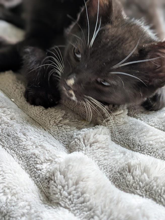 Enlarge Kia (bonded with Audi), a Adoptable Domestic Short Hair in Little Rock, AR image 5/5