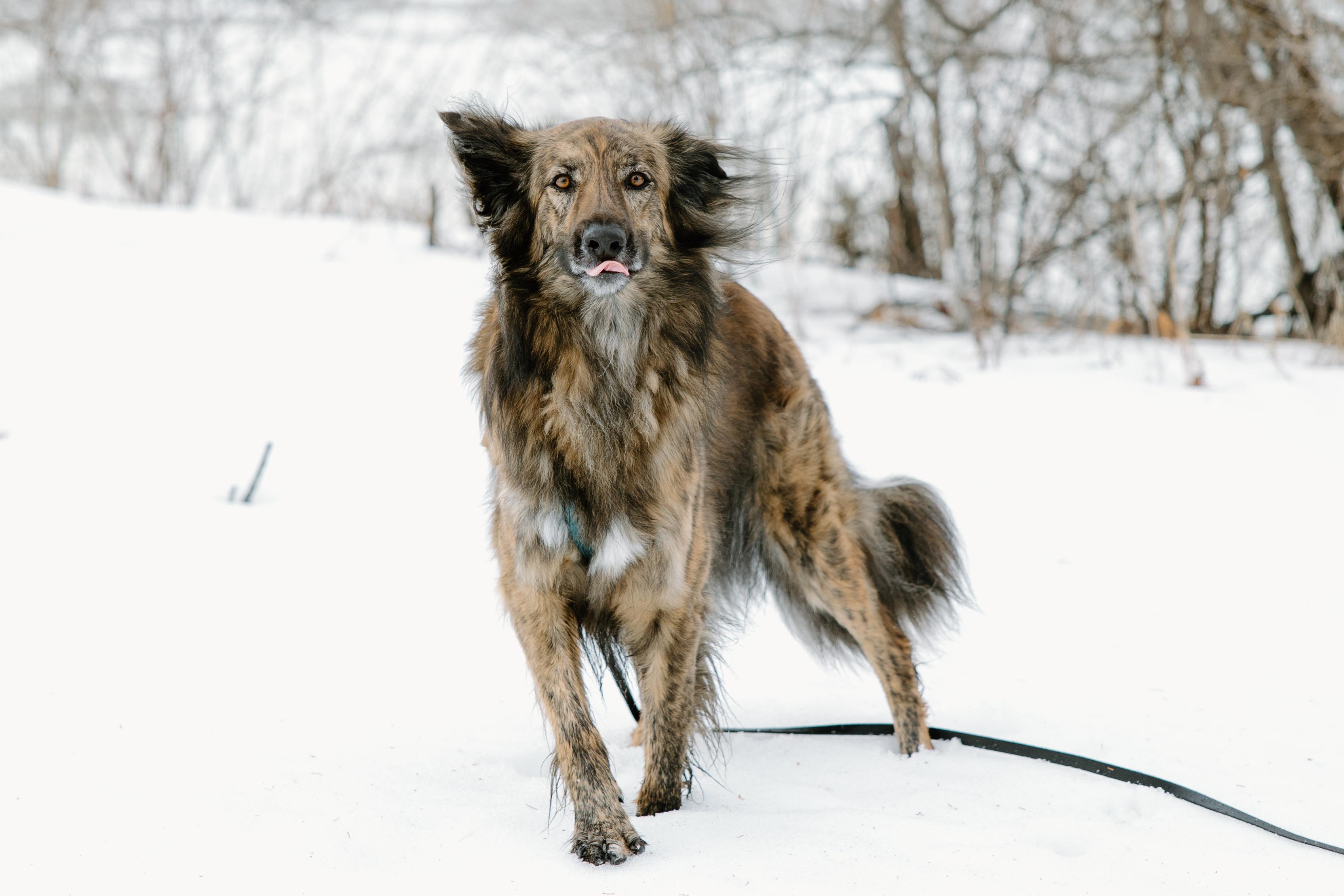 Cosmo, a ADOPTABLE mixed breed in Mississauga, ON image 3/5