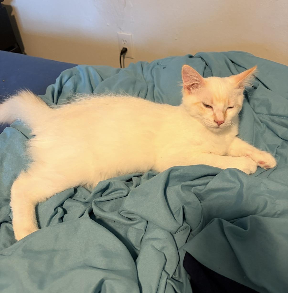 Orange Ears, ADOPTABLE, Kitten Male Siamese.