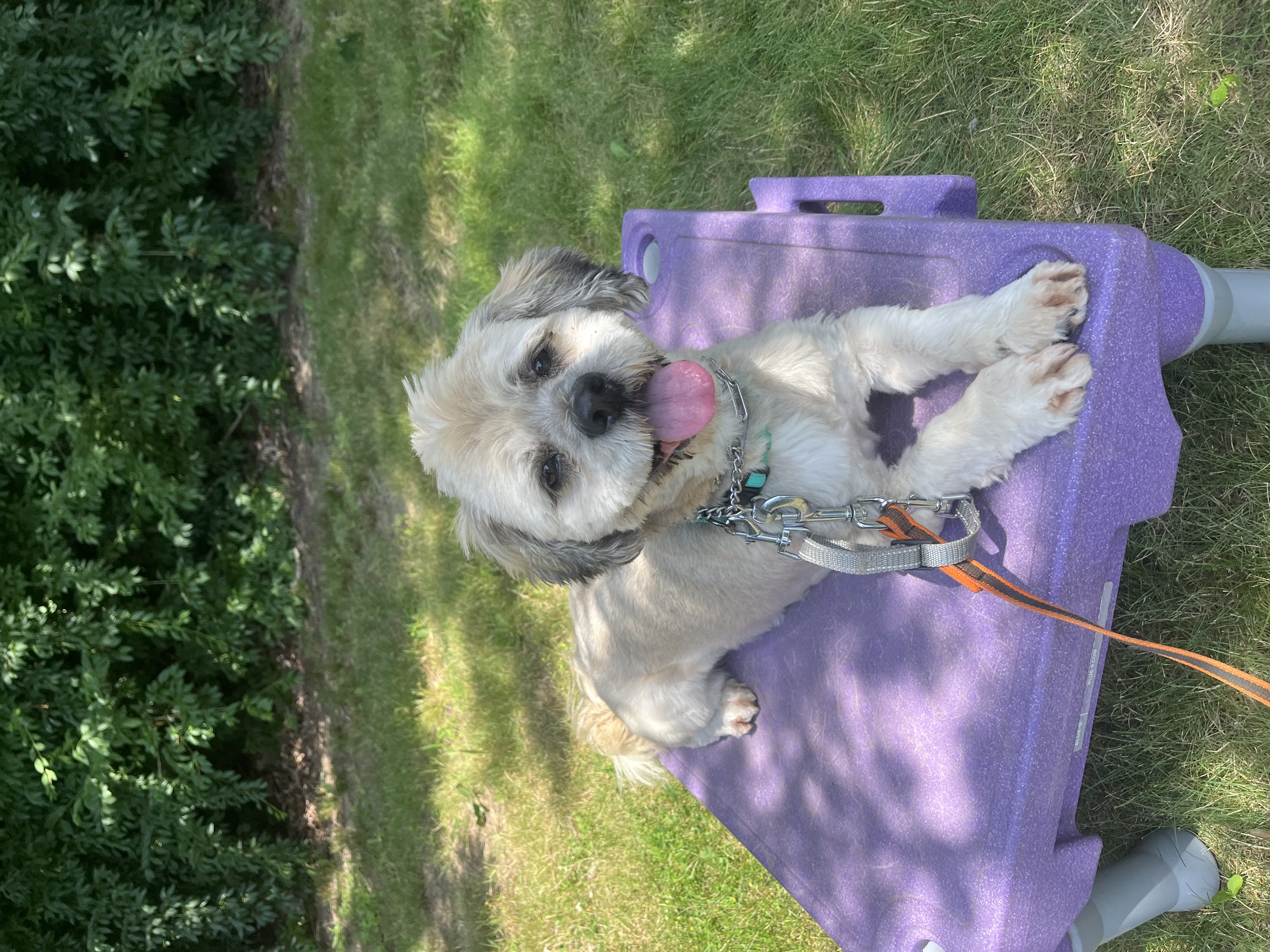 Enlarge Rocky- Long Island, a Adoptable mixed breed in Hampton Bays, NY image 2/6