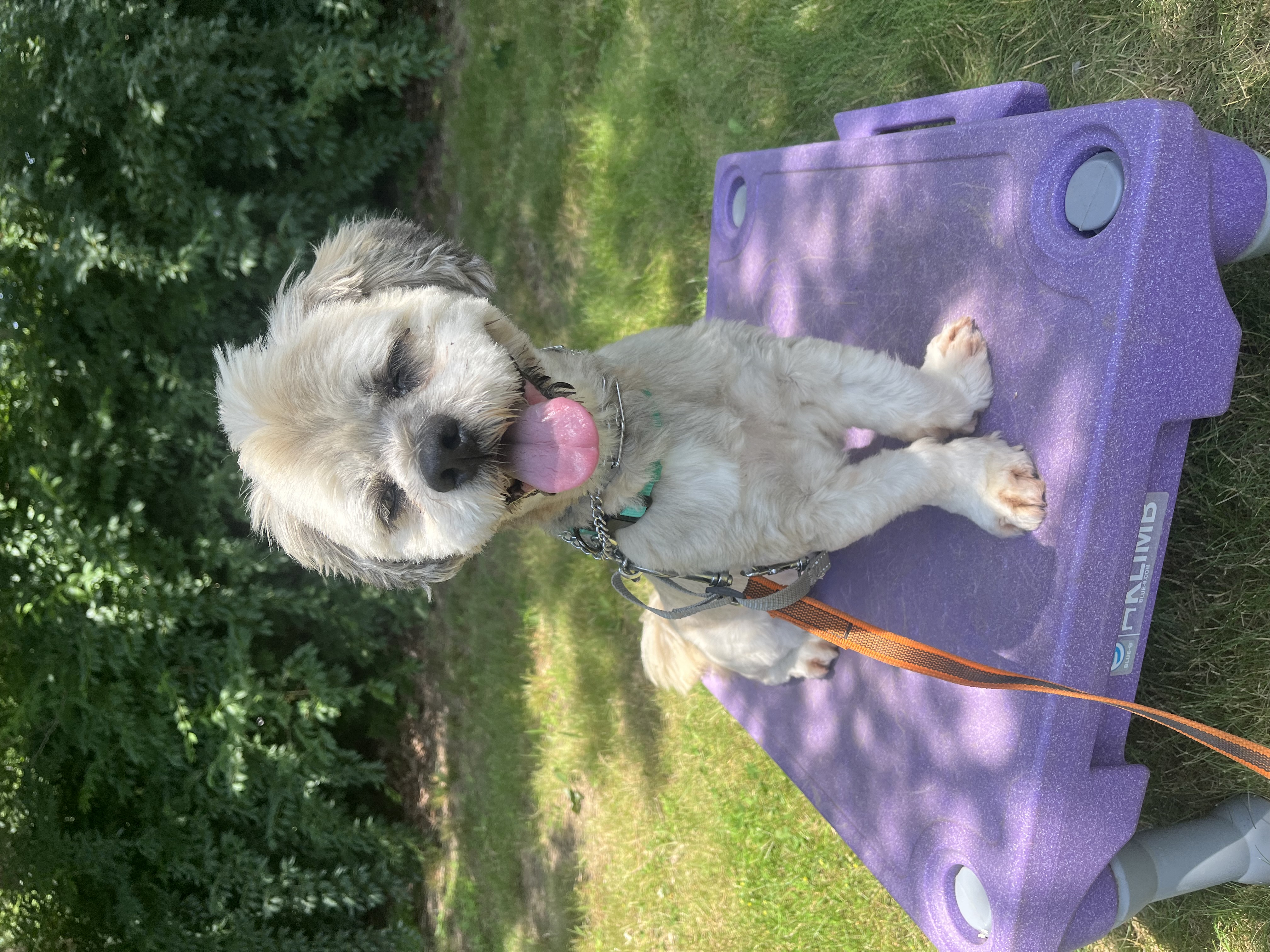 Enlarge Rocky- Long Island, a Adoptable mixed breed in Hampton Bays, NY image 3/6