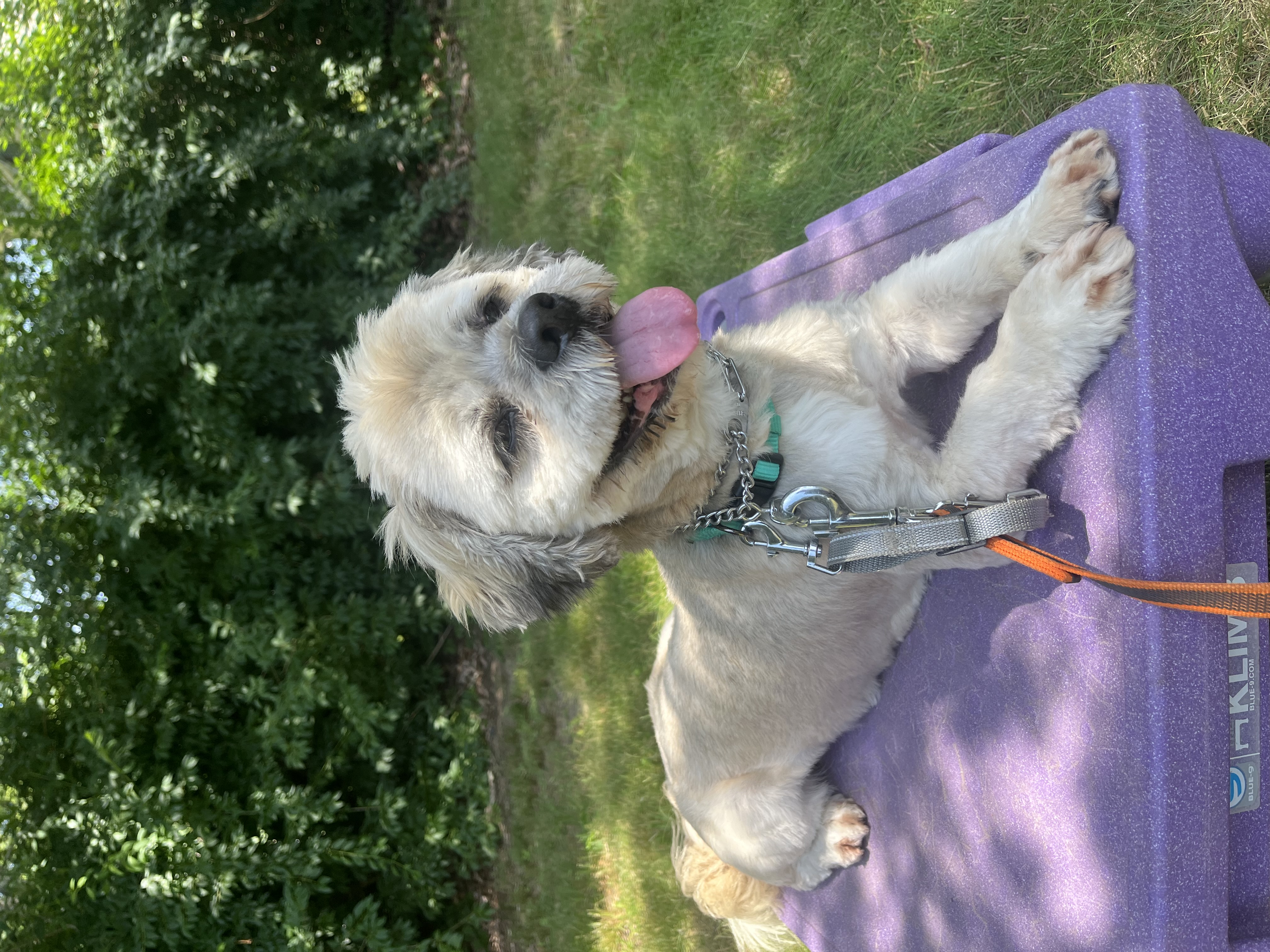 Enlarge Rocky- Long Island, a Adoptable mixed breed in Hampton Bays, NY image 4/6