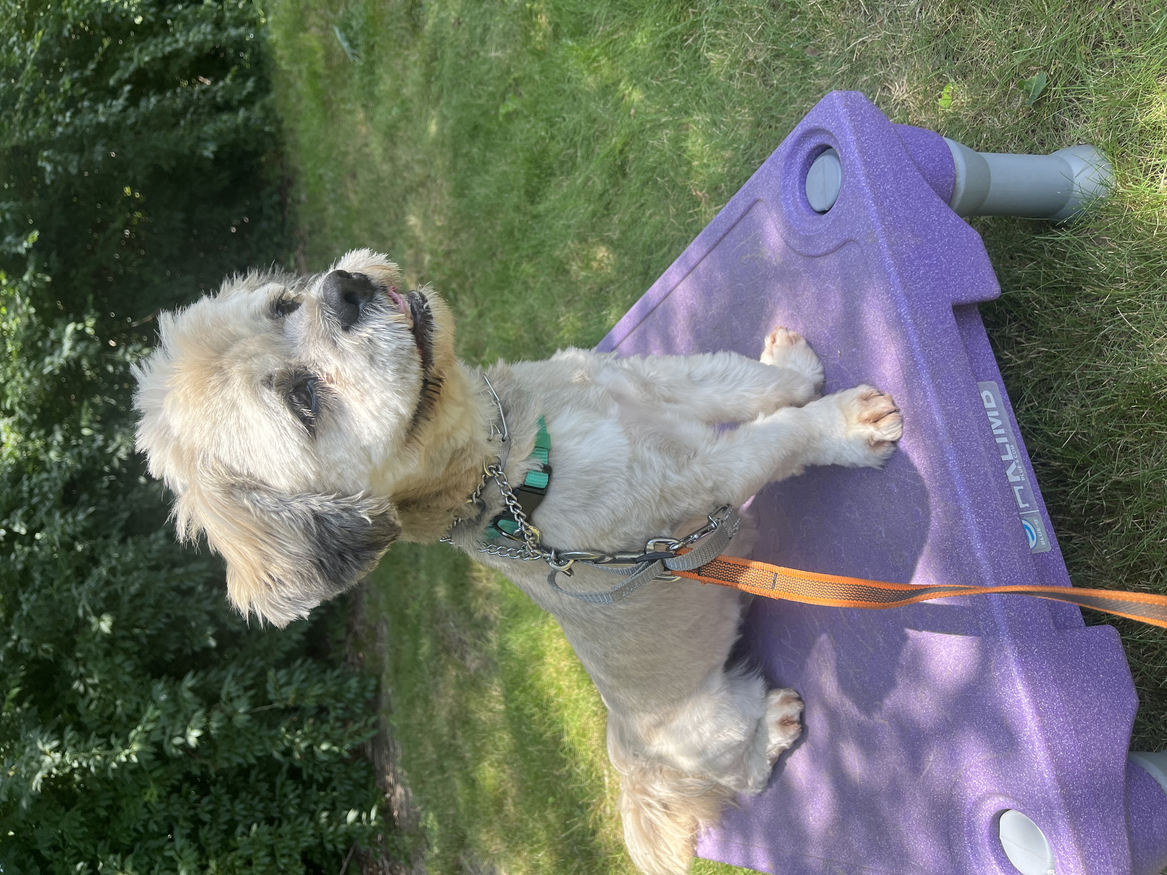 Enlarge Rocky- Long Island, a Adoptable mixed breed in Hampton Bays, NY image 5/6