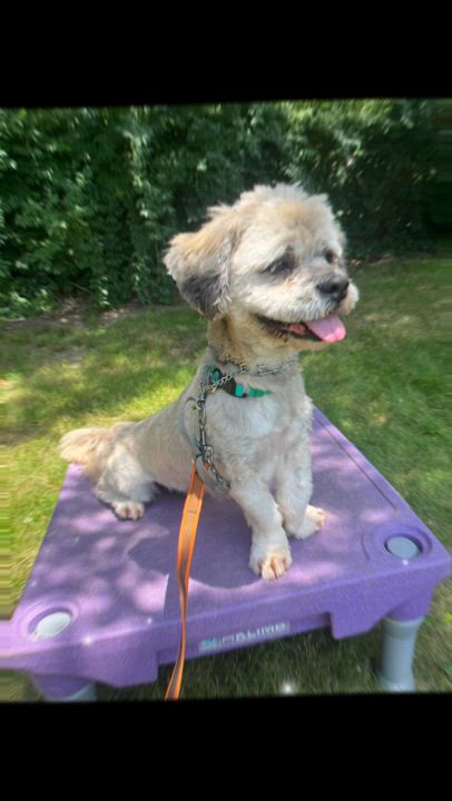 Enlarge Rocky- Long Island, a Adoptable mixed breed in Hampton Bays, NY video 6/6