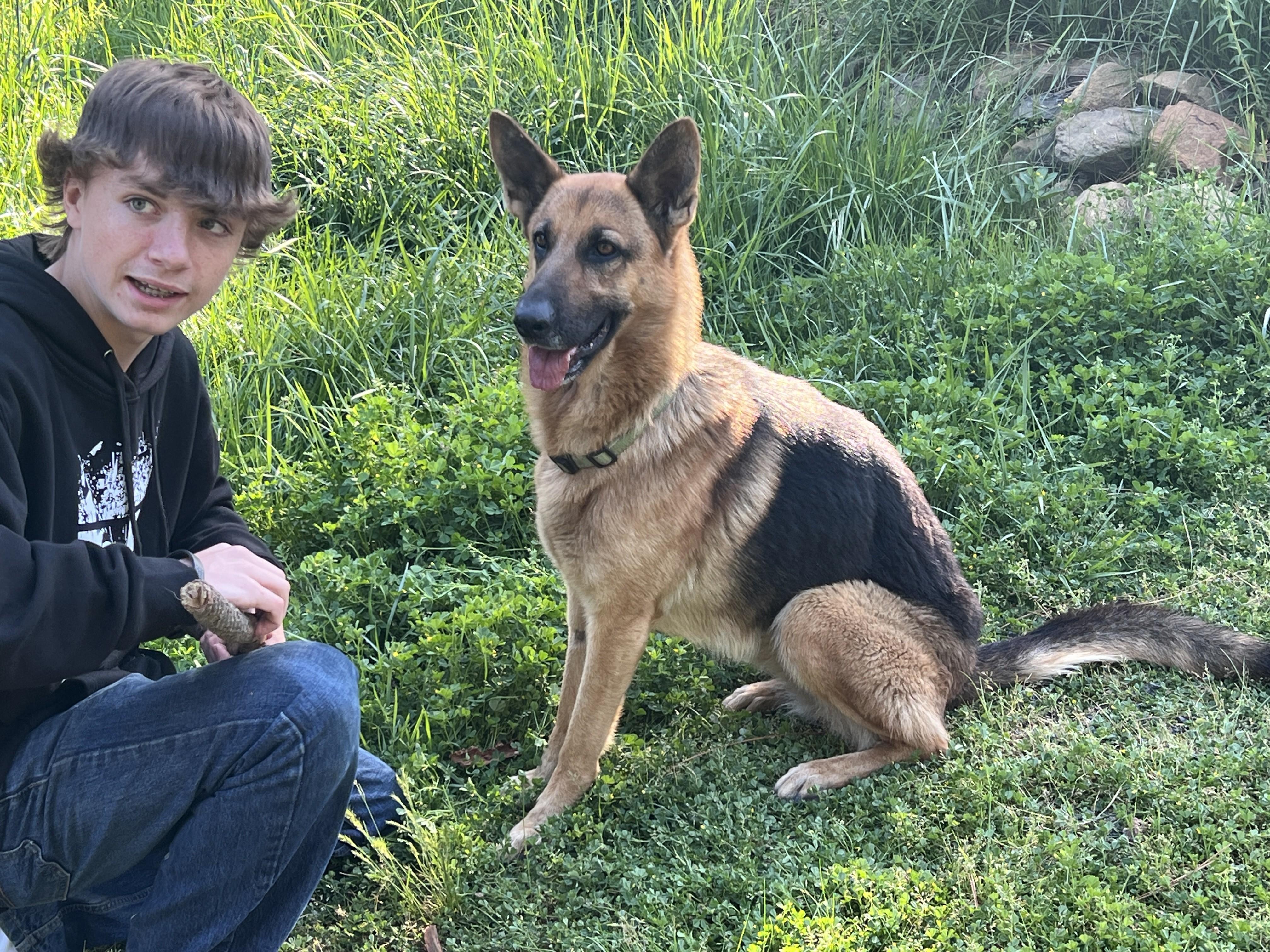 Enlarge Juno, a Adoptable German Shepherd Dog in Discovery Bay, CA image 1/5