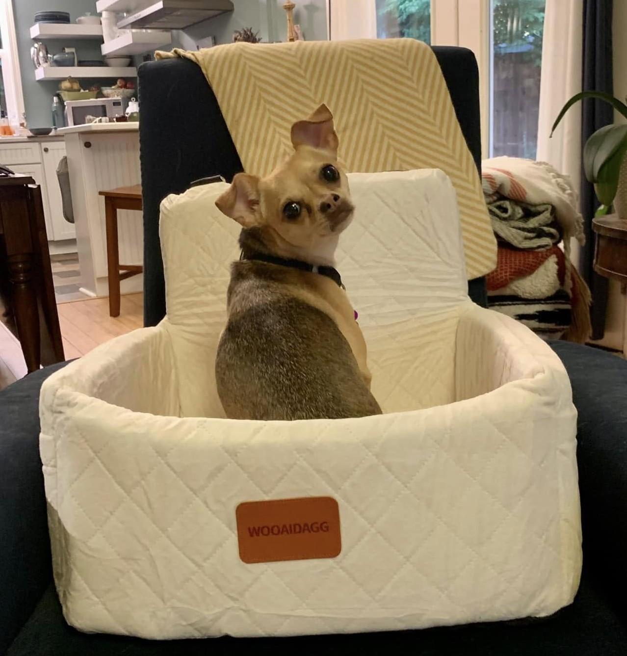 Lady Grr Baby, Adoptable, Young Female Chihuahua.