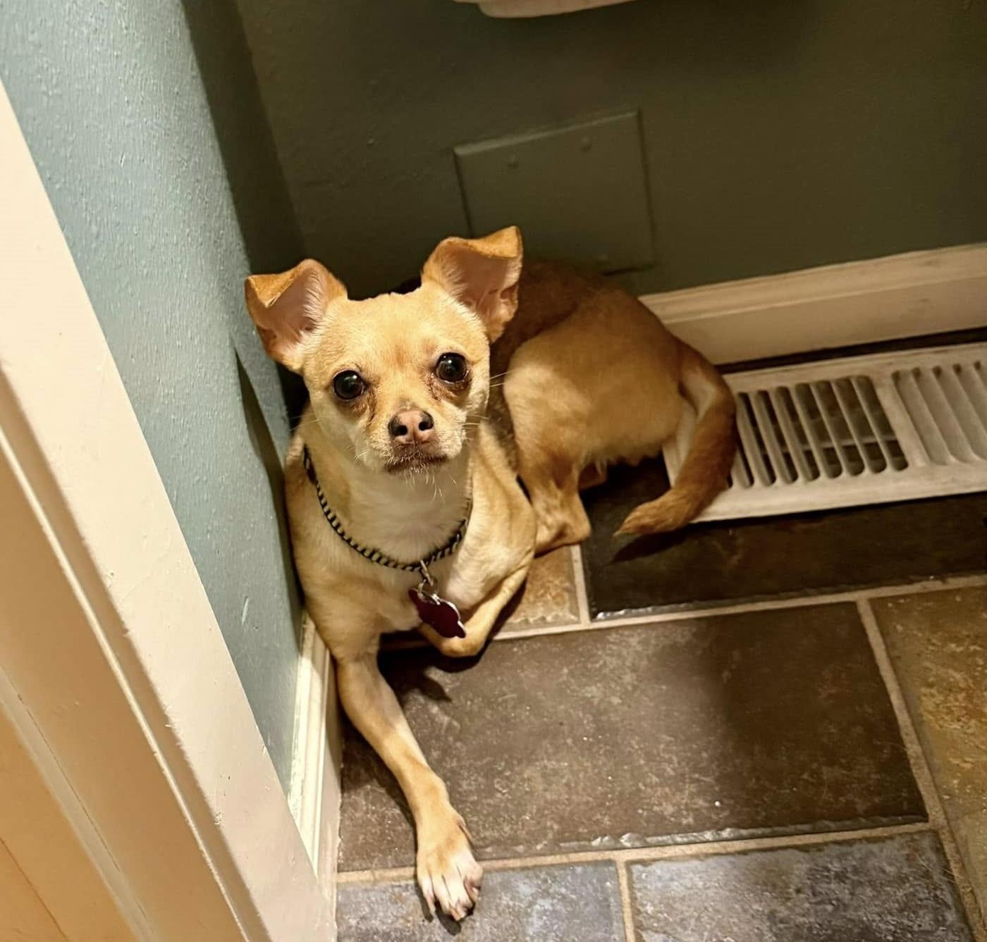 Lady Grr Baby, a Adoptable mixed breed image 3/4