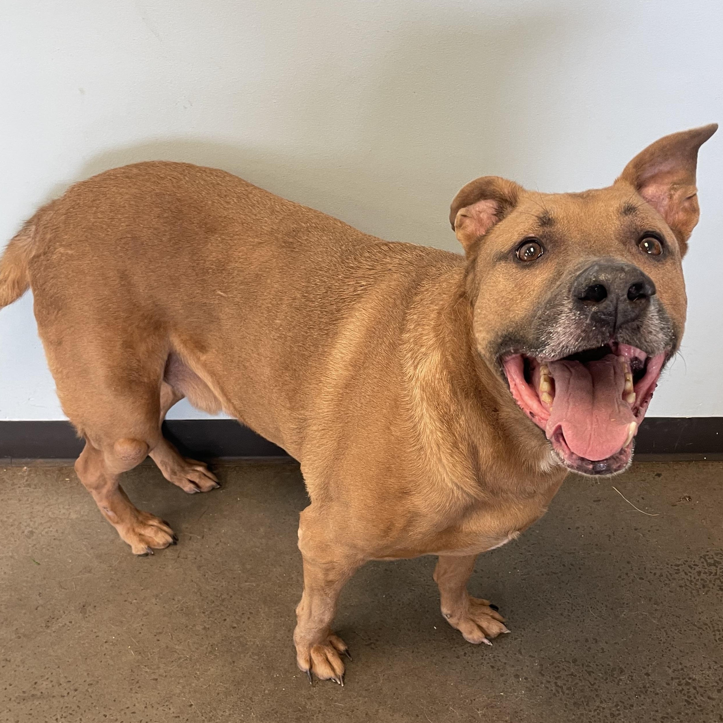 Enlarge Otis, a ADOPTABLE mixed breed in Mishawaka, IN image 2/6