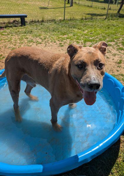 Otis, ADOPTABLE, Senior Male Mixed Breed.