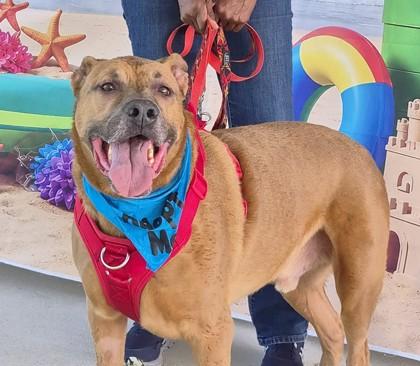 Otis, ADOPTABLE, Senior Male Mixed Breed.