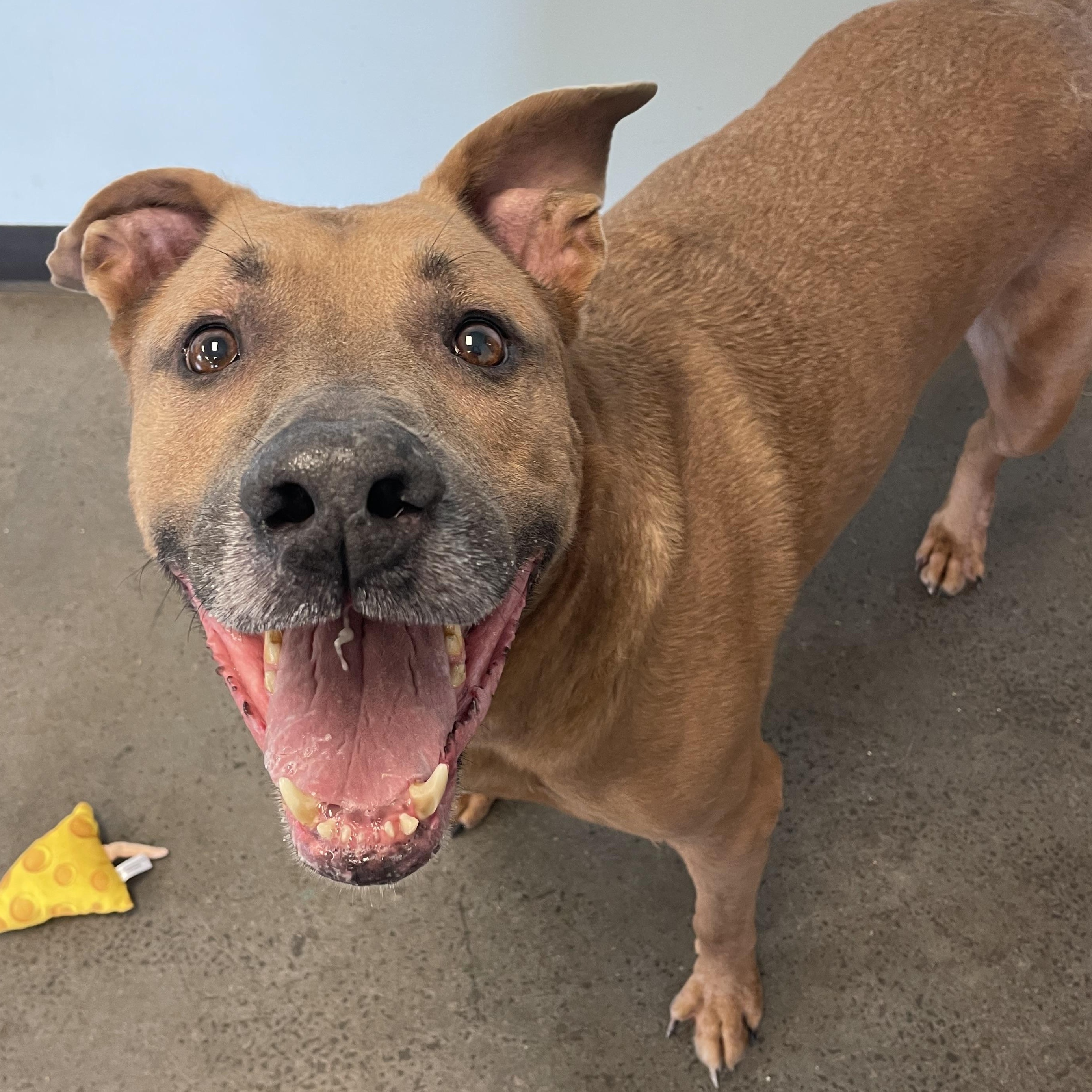 Enlarge Otis, a ADOPTABLE mixed breed in Mishawaka, IN image 4/6
