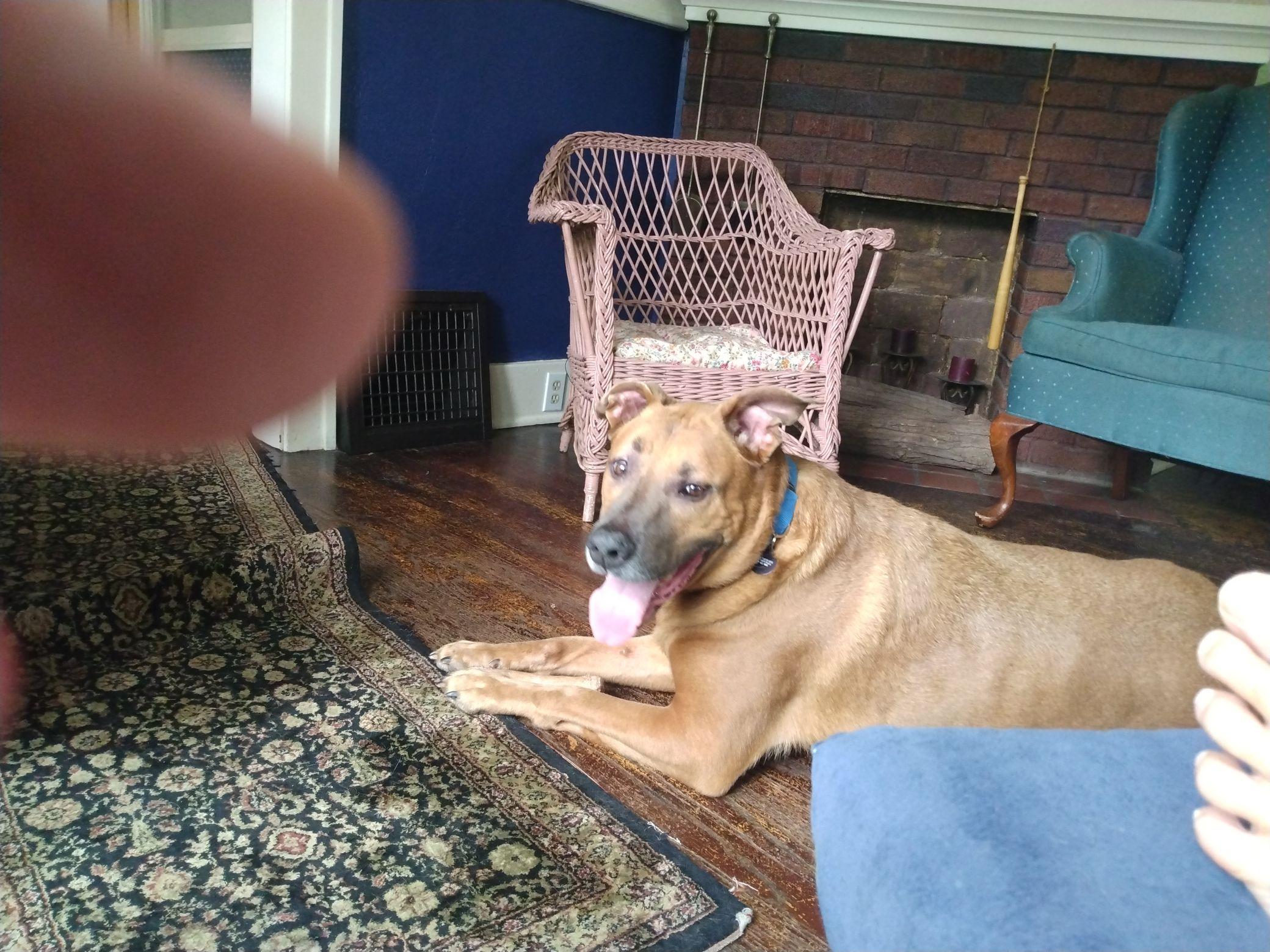 Enlarge Otis, a ADOPTABLE mixed breed in Mishawaka, IN image 2/6