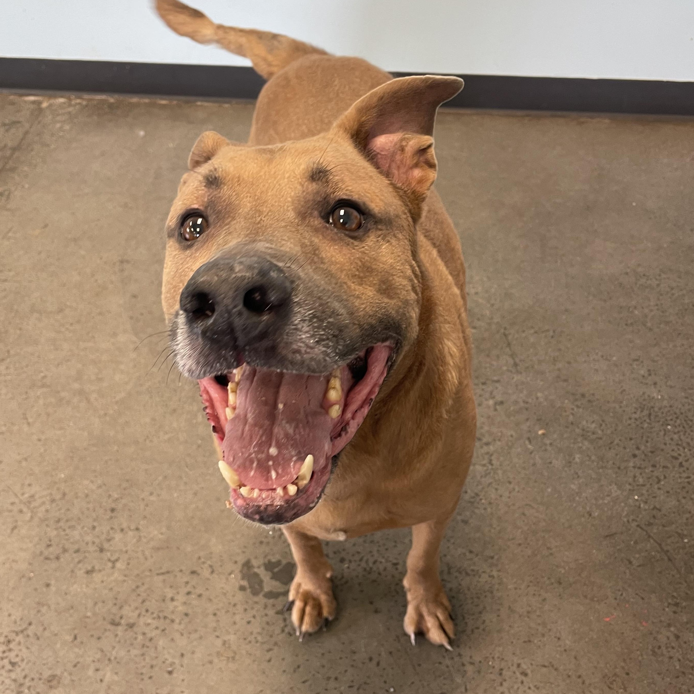Enlarge Otis, a ADOPTABLE mixed breed in Mishawaka, IN image 5/6