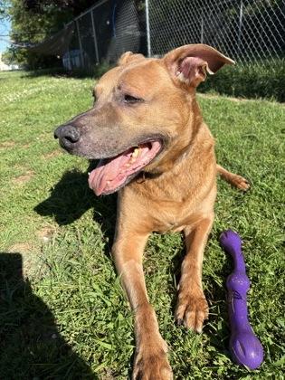 Enlarge Otis, a ADOPTABLE mixed breed in Mishawaka, IN image 5/6