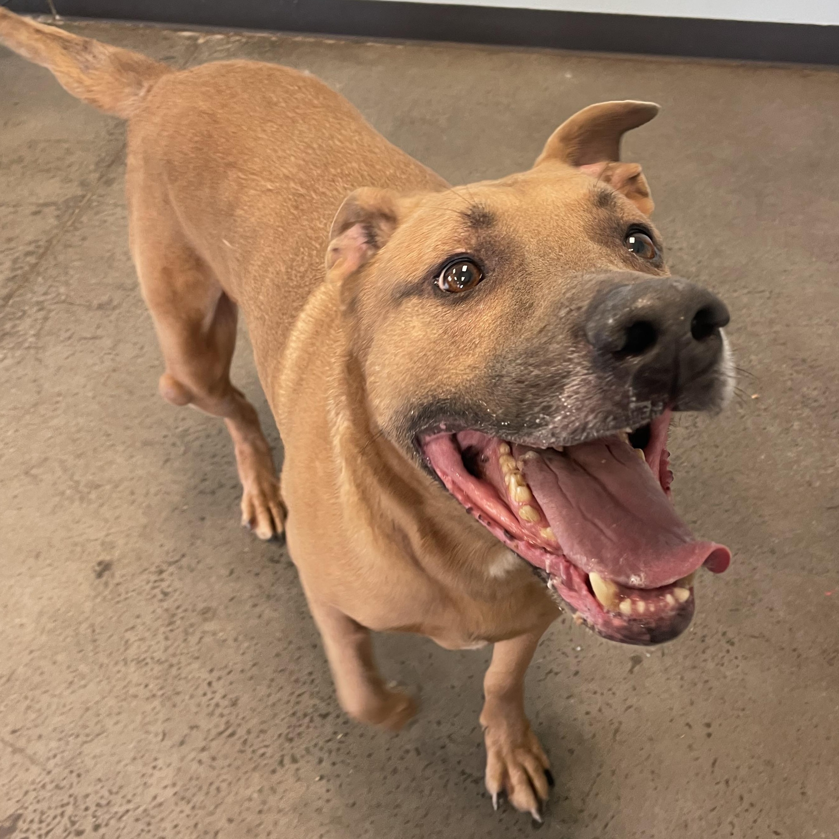 Enlarge Otis, a ADOPTABLE mixed breed in Mishawaka, IN image 6/6