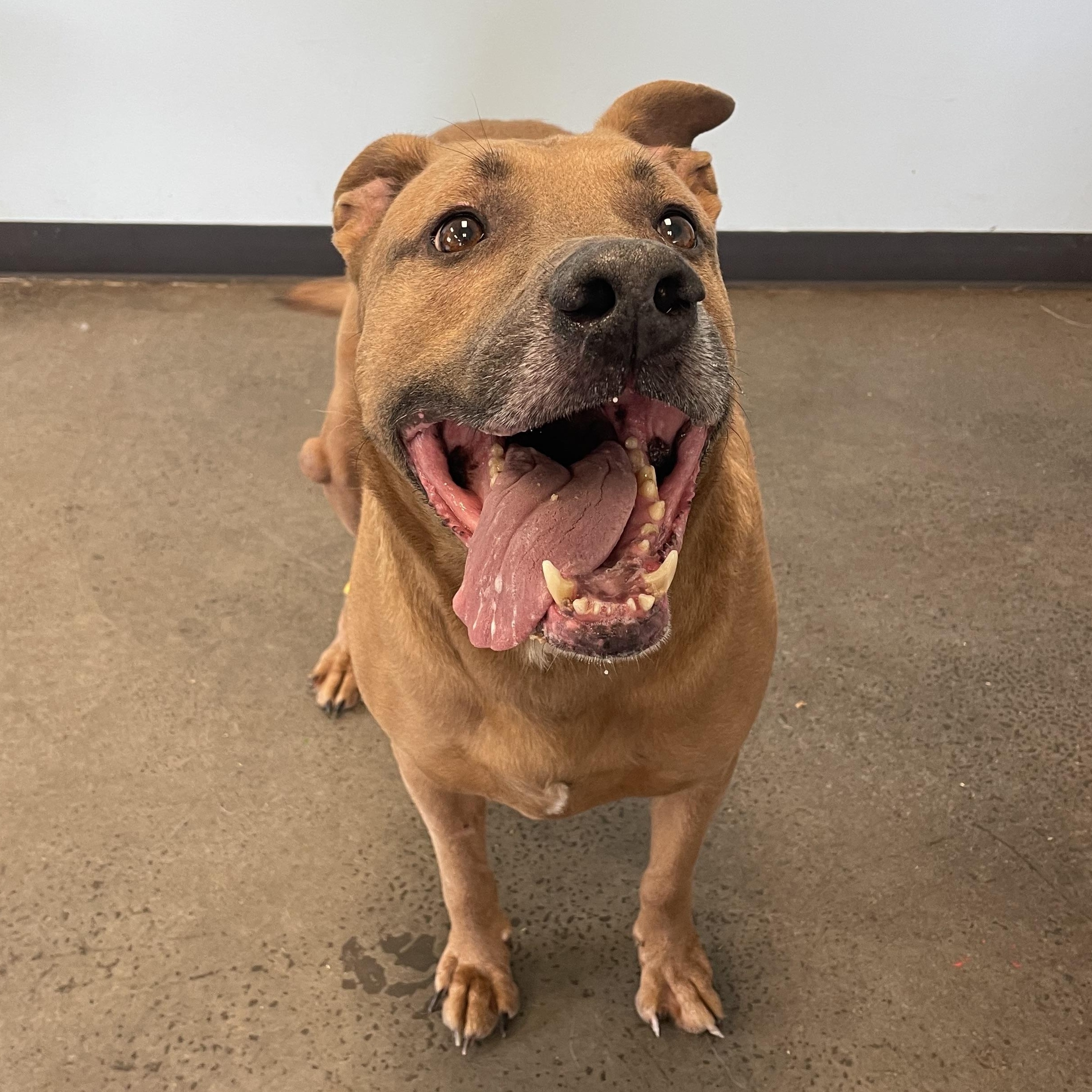 Enlarge Otis, a ADOPTABLE mixed breed in Mishawaka, IN image 3/6