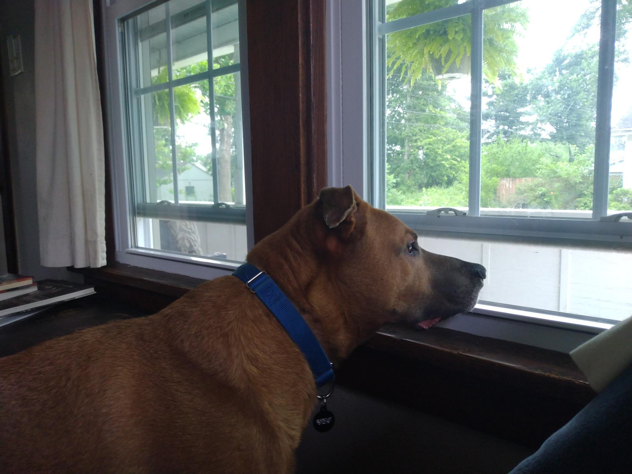 Enlarge Otis, a ADOPTABLE mixed breed in Mishawaka, IN image 4/6