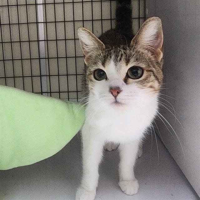 Enlarge MISTY, a Adoptable mixed breed in Lodi, CA image 1/1