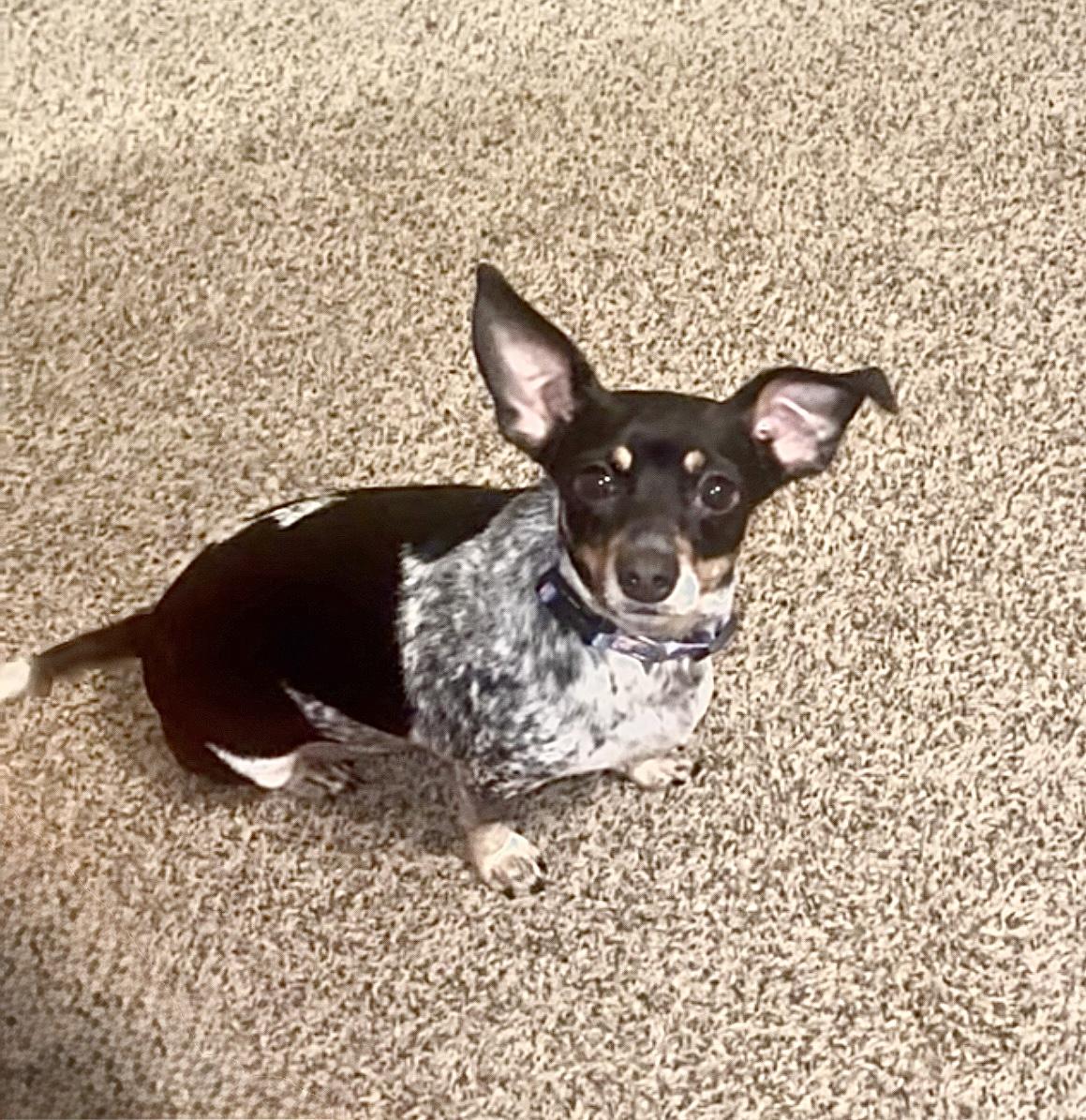 Jewel, adoptable, Adult Female Dachshund & Miniature Pinscher.